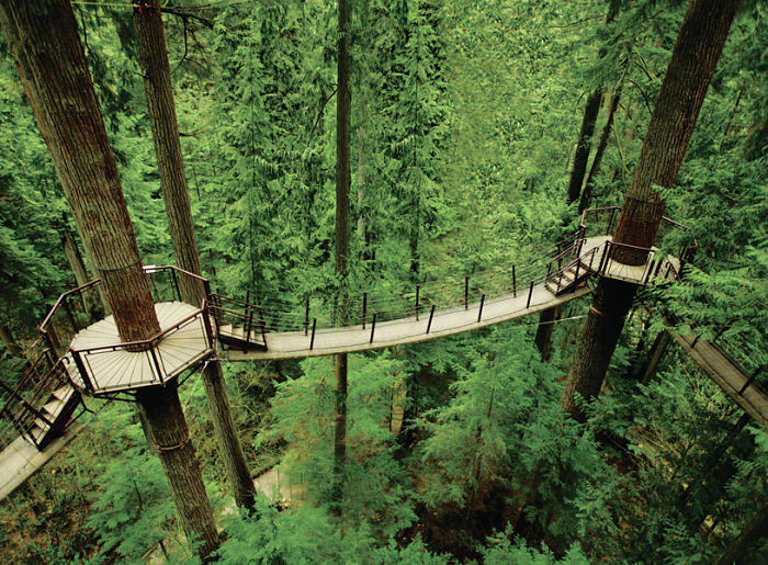 Aventura en las copas de los árboles llamada «Treetops Adventure»