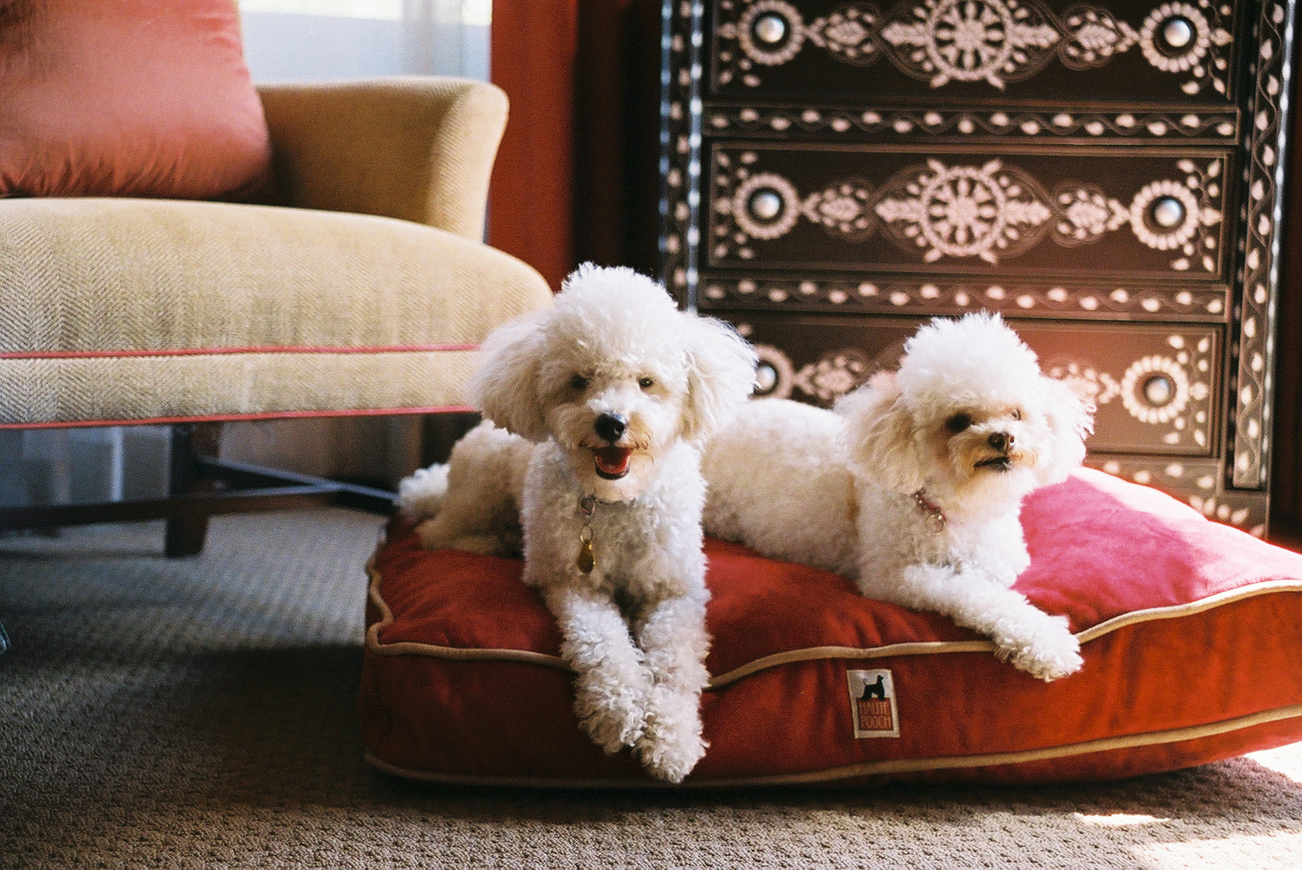 hoteles mascotas
