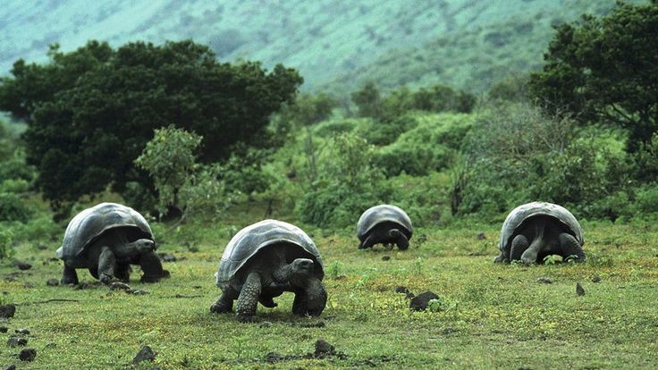 isla galapagos tortugas
