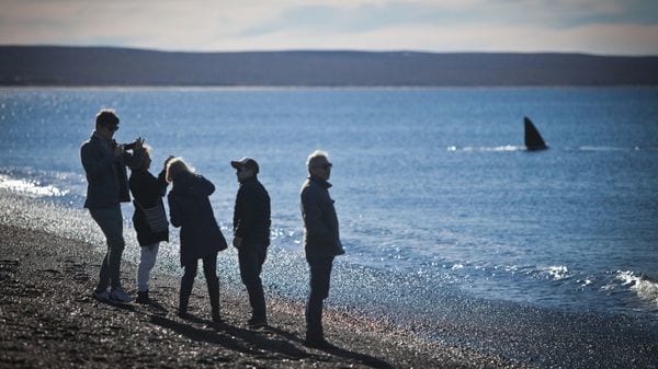 Personas observando una ballena desde la costa en Puerto Madryn