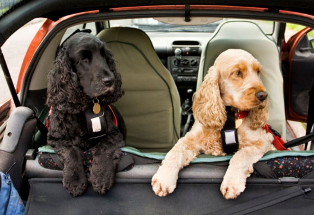 10 hoteles para perros que adoran recibirlos 13