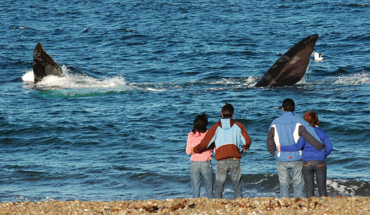 avistaje de ballenas Puerto Madryn