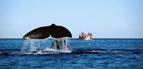Cola de ballena emergiendo en el mar durante un avistaje en Puerto Madryn con lancha turística