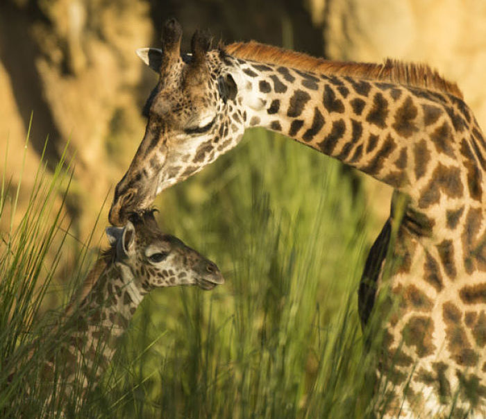 Visitantes disfrutan del safari donde pueden ver a Aella y otras jirafas
