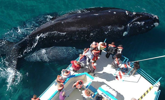 Turistas observando una ballena franca austral desde una embarcación en las aguas de Puerto Pirámides, Península Valdés, Patagonia argentina