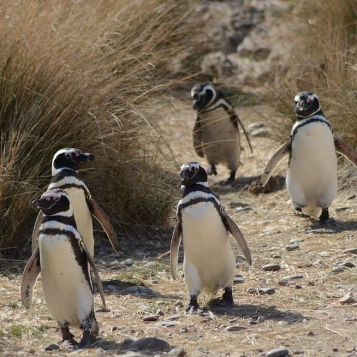 cómo llegar a Puerto Madryn