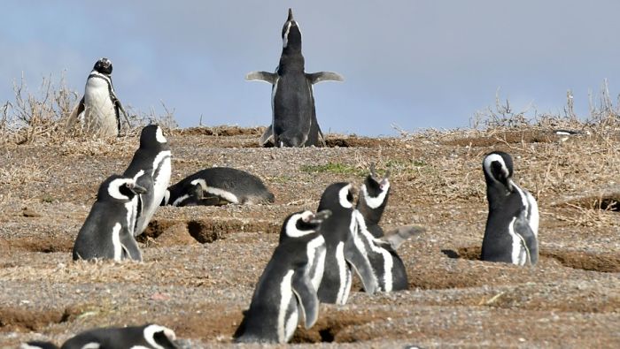 pinguinos puerto madryn