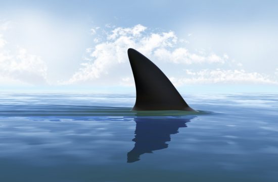 playas mas peligrosas del mundo por tiburones