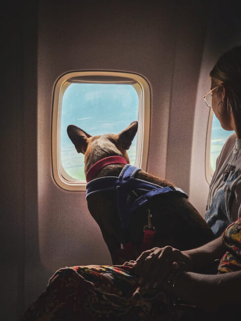 volar con mascotas flybondi