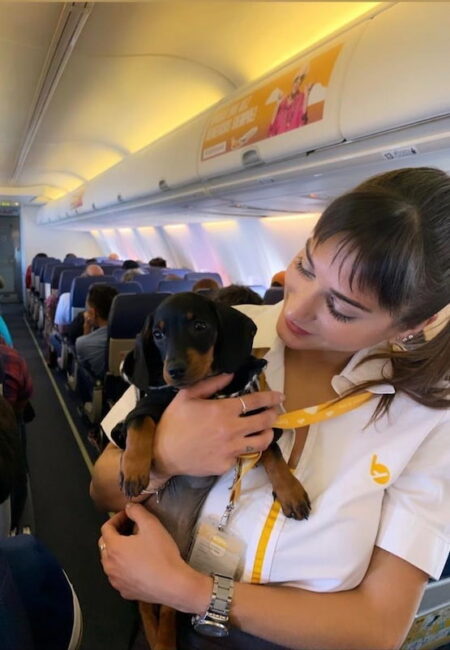 volar con mascotas flybondi