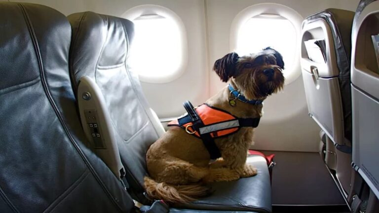 volar con mascotas flybondi